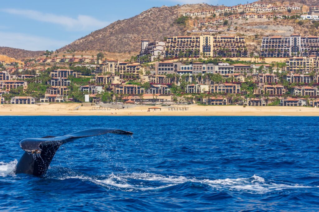 day trips from cabo san lucas